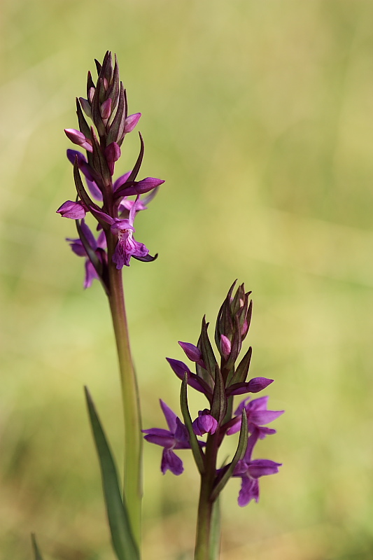 Dactylorhiza traunsteieneri